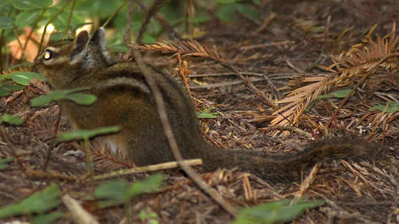 Image of Yellow-cheeked Chipmunk