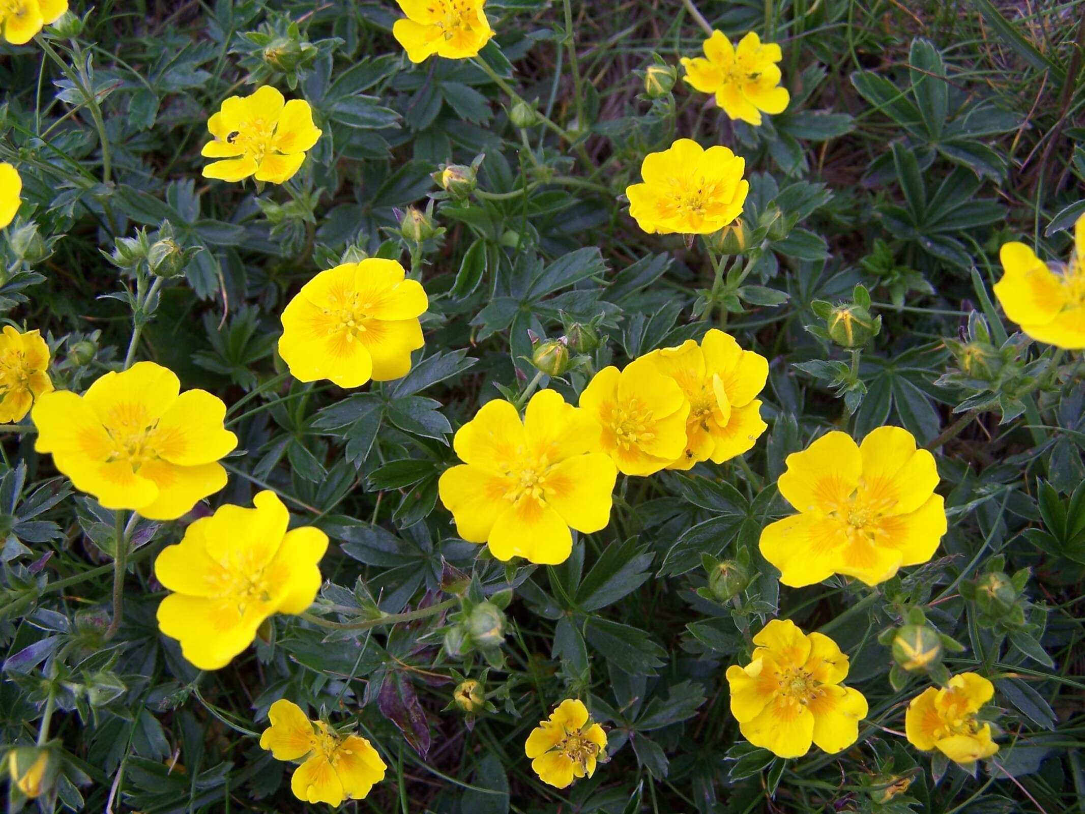 Image of Potentilla aurea L.