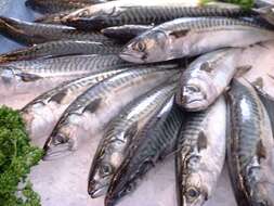 Image of Atlantic Mackerel