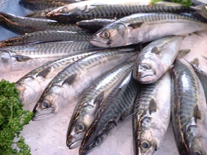 Image of Atlantic Mackerel