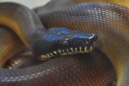 Imagem de Bothrochilus albertisii (W. C. H. Peters & Doria 1878)