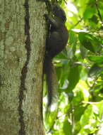 Image of Gray-bellied Squirrel