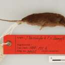 Image of Sao Tome shrew