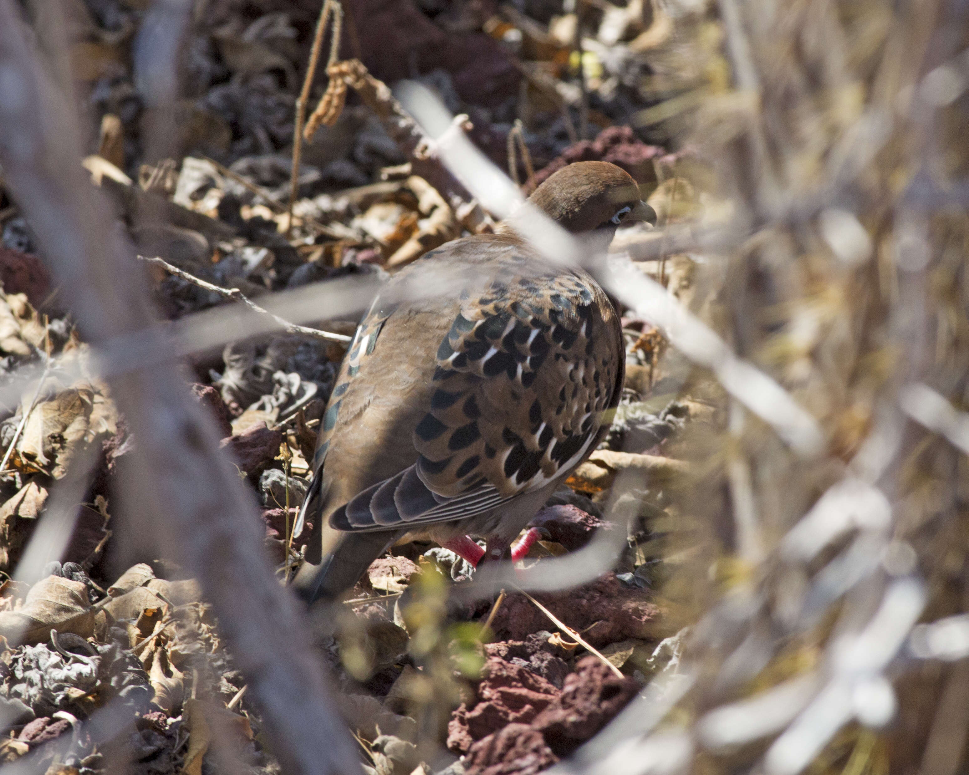 Image of Galapagos Dove