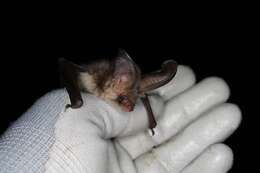 Image of Brown long-eared bat