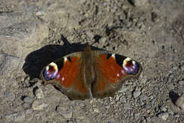 Image of Aglais io