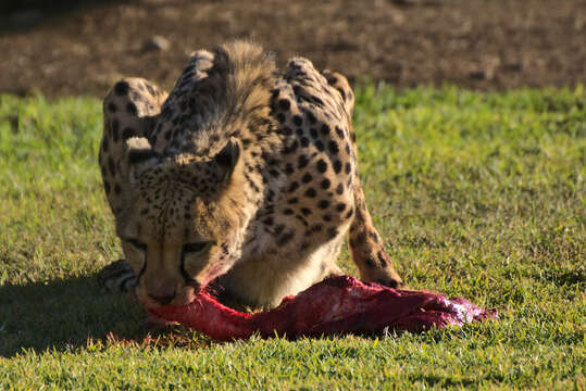 Image of Namibian cheetah