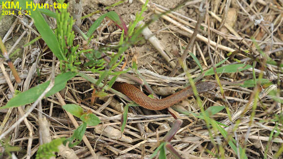 Image of Japanese Keelback