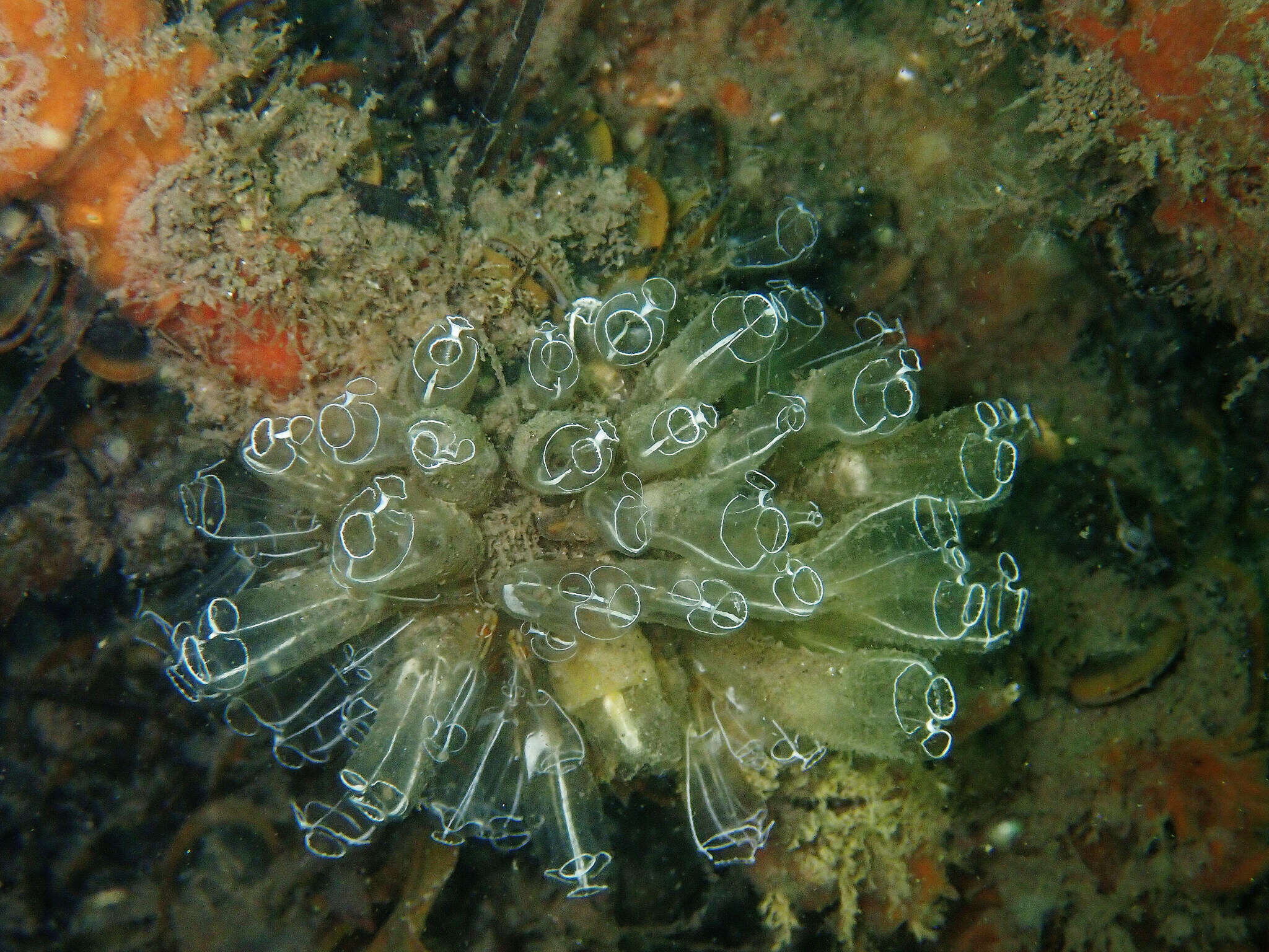 Image of Light-bulb sea squirt