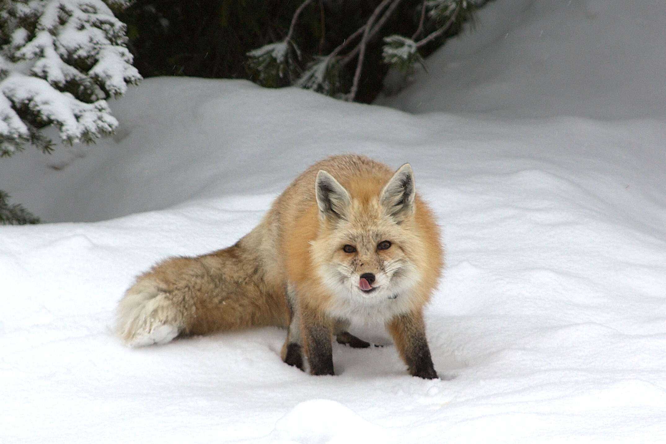 Image of Cascades red fox