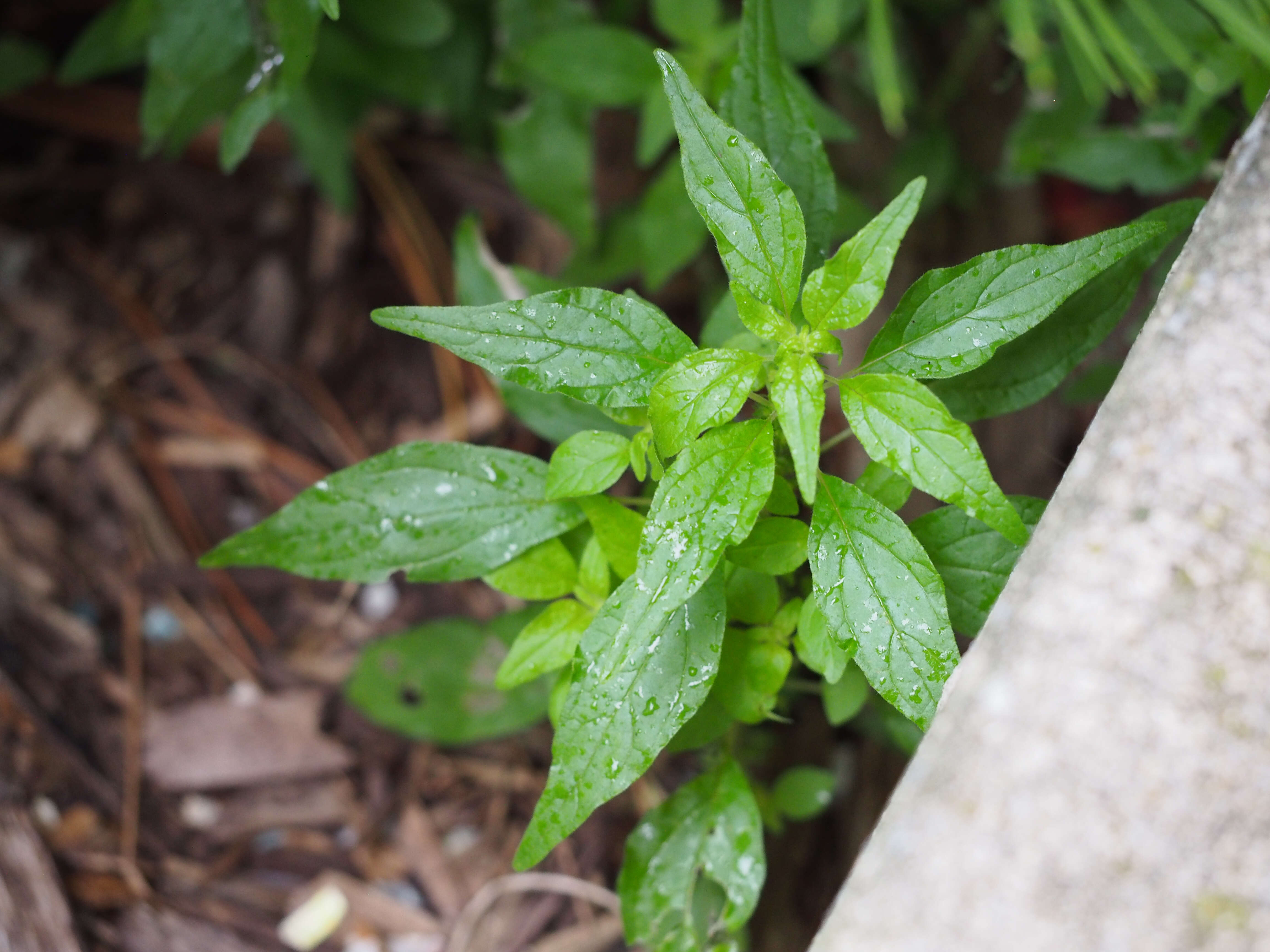 Image of Pennsylvania pellitory