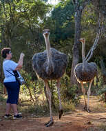 Image of ostriches