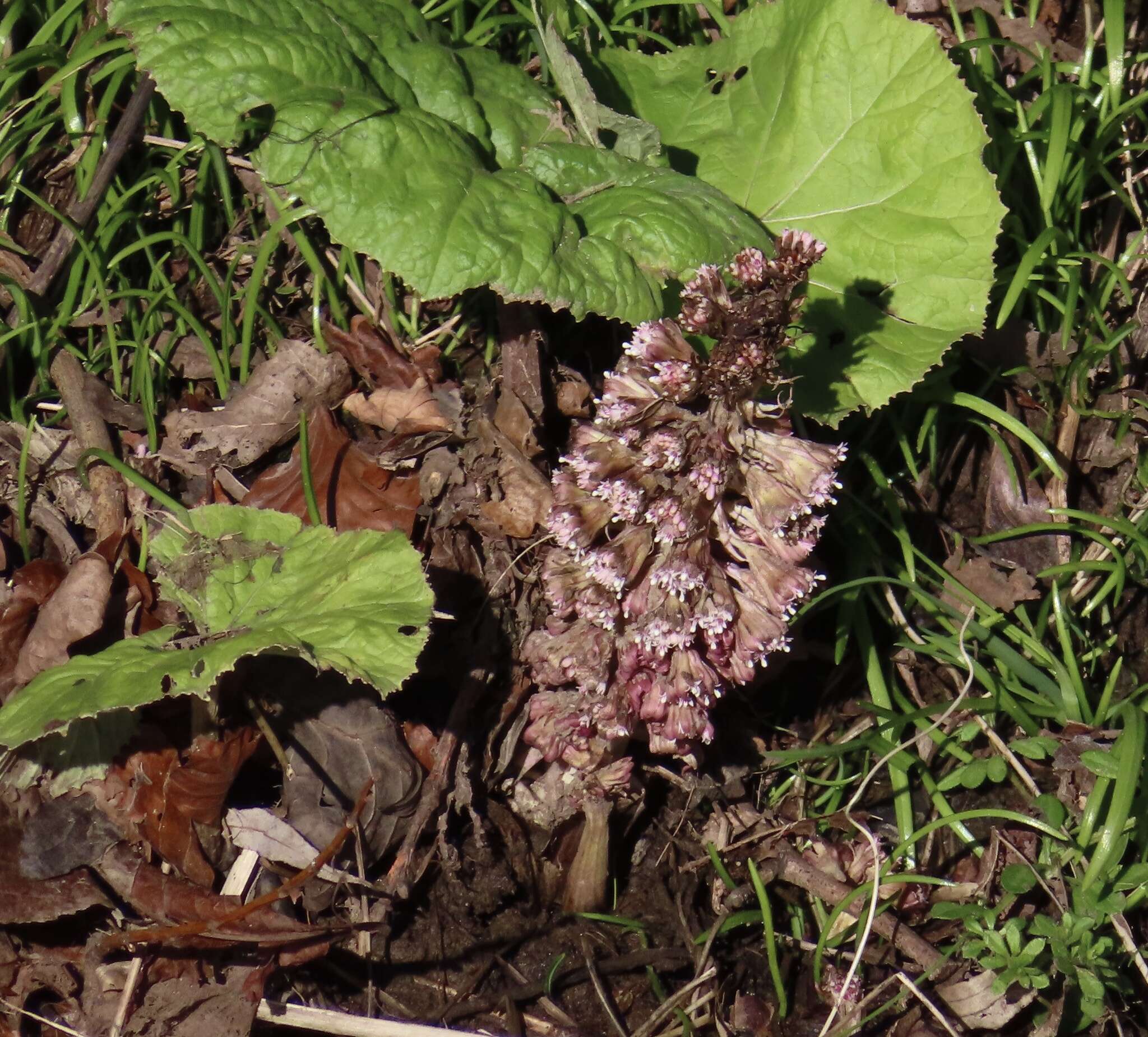 Image of pestilence wort