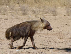 Image of Brown Hyena -- Brown Hyaena