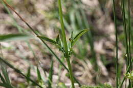 Image of marsh valerian