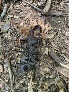 Image of Stag beetle