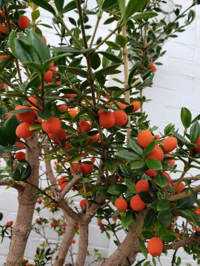 Image of Alyxia ruscifolia R. Br.