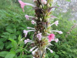 Image of Morina longifolia Wall.