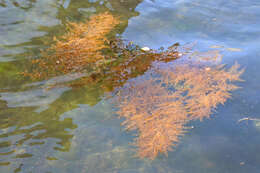 Слика од Sargassum muticum