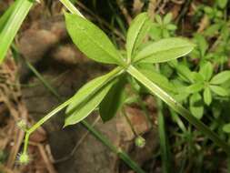 Image of fragrant bedstraw