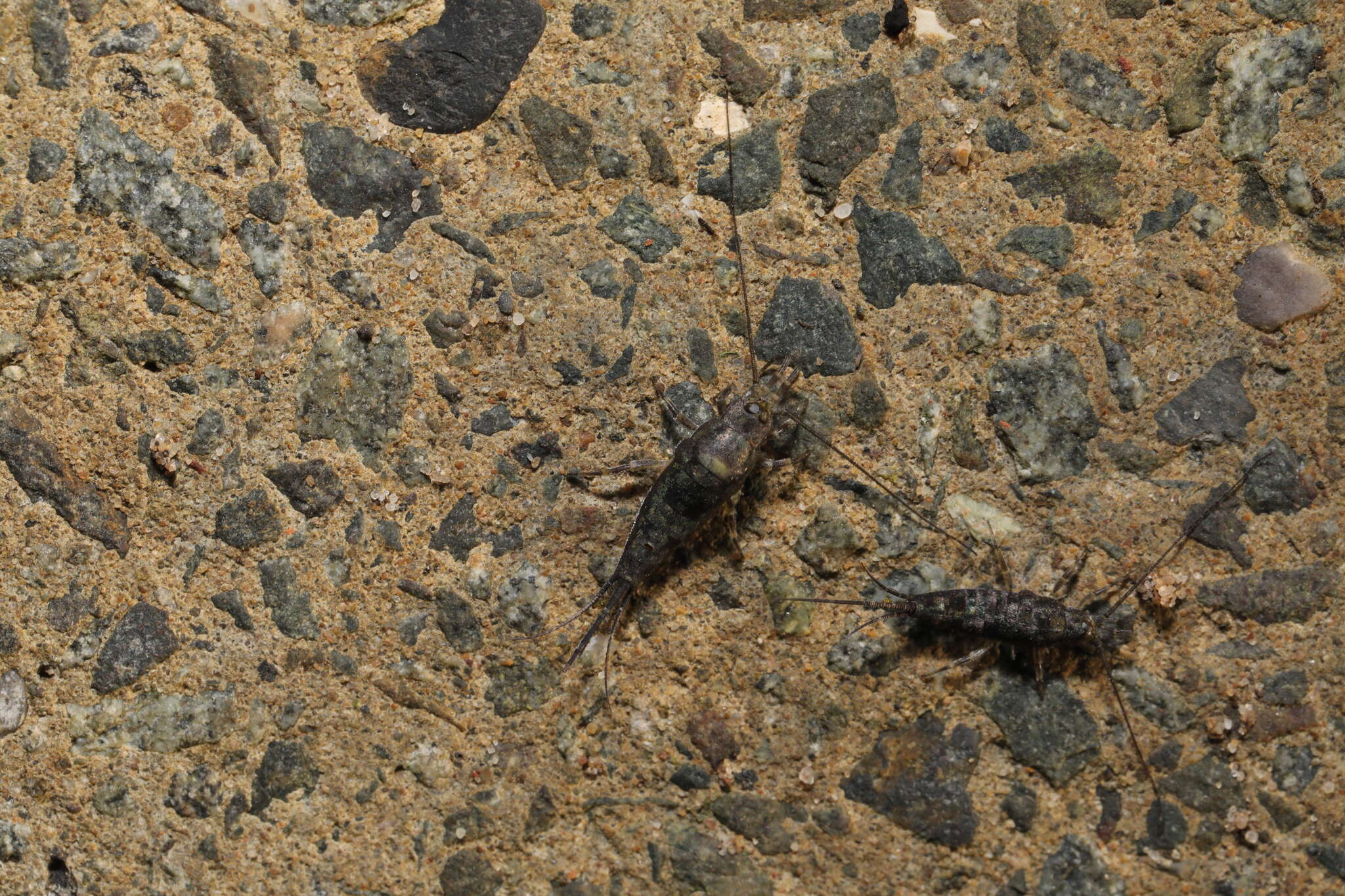 Image of sea bristletail