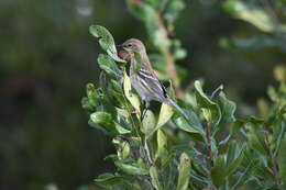 Image of Myrtle Warbler