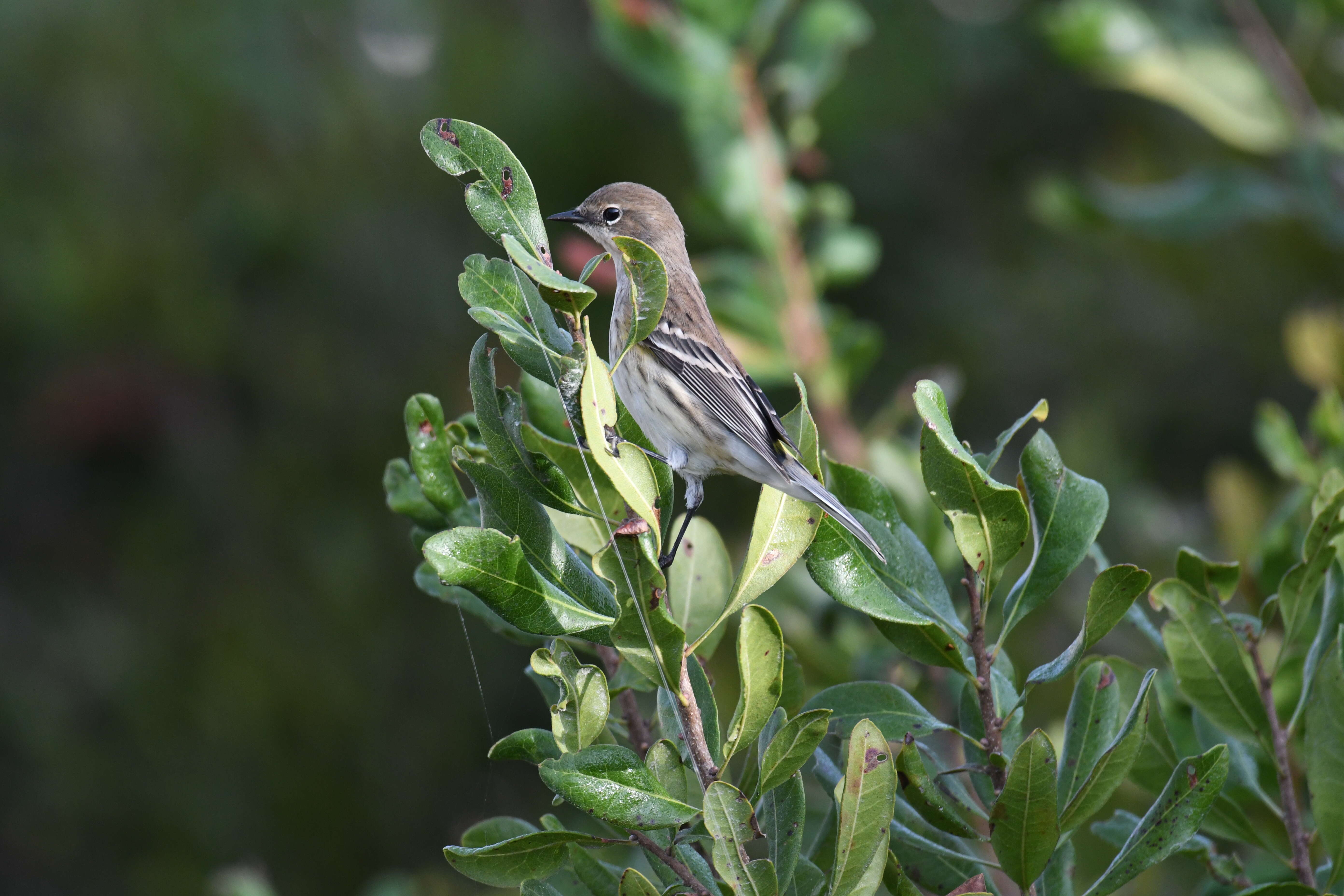 Image of Myrtle Warbler