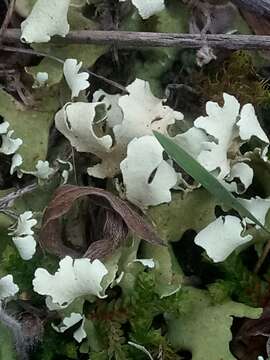 Image of Cladonia foliacea (Huds.) Willd.