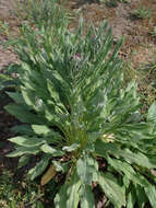 Plancia ëd Cynoglossum officinale L.