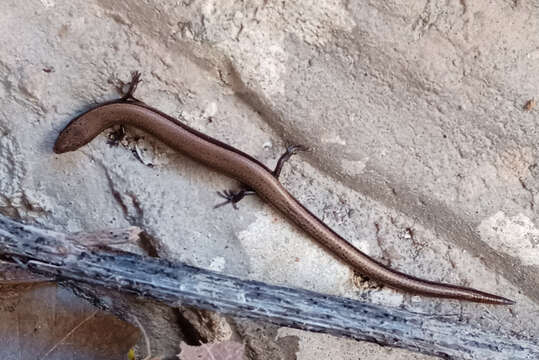 Image of Rüppell's snake-eyed skink