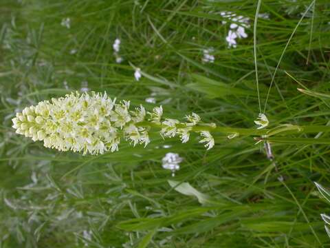 Image of foothill deathcamas