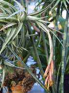 Image of Tillandsia jucunda A. Cast.