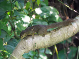 Image of Plantain Squirrel