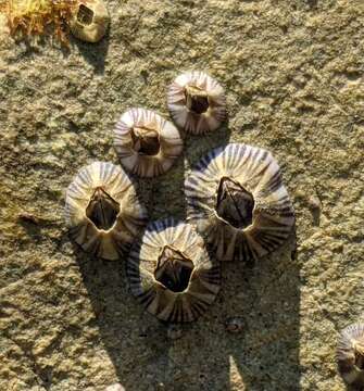 Image of Striped barnacle