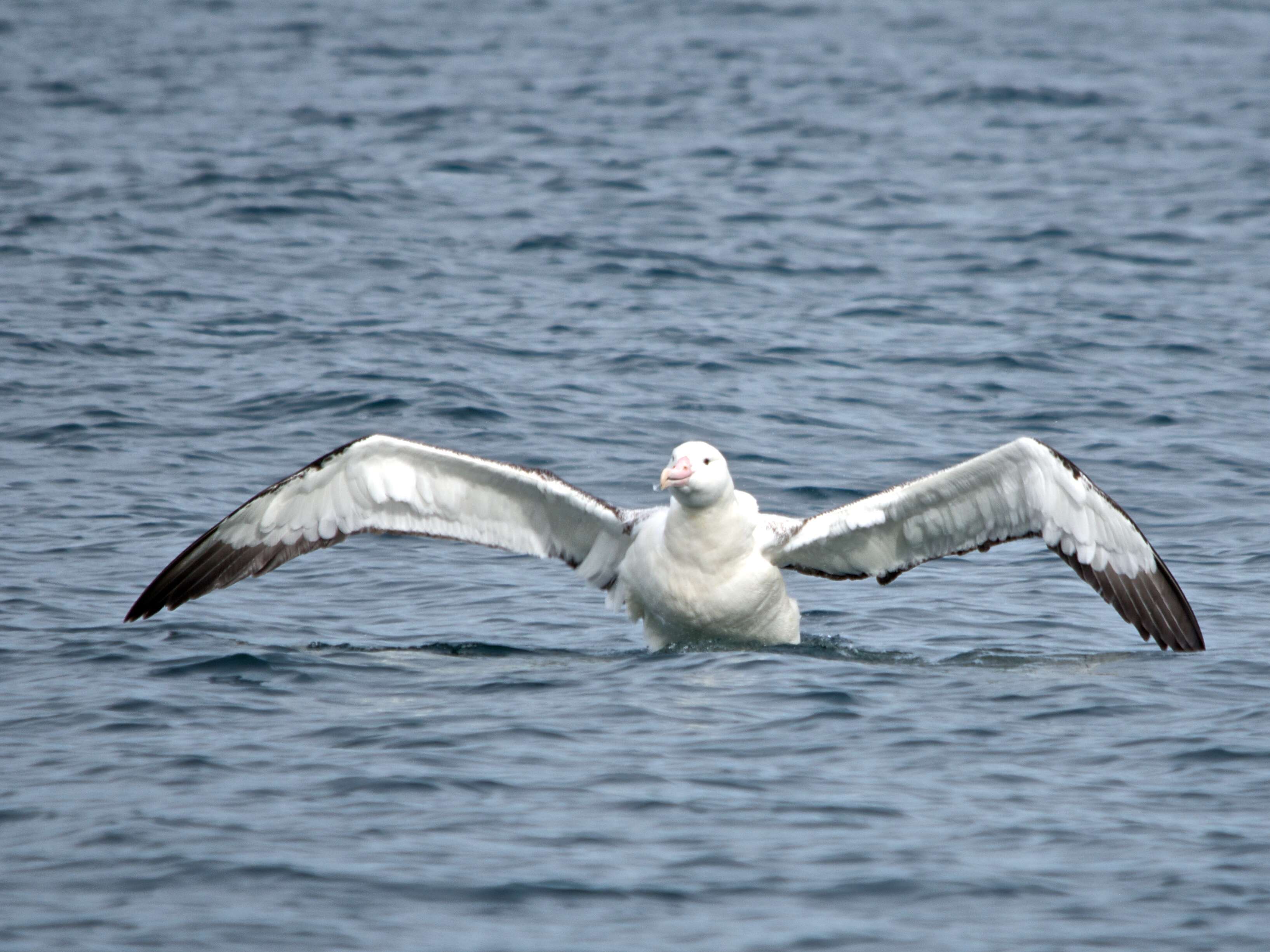 Image of Royal Albatross