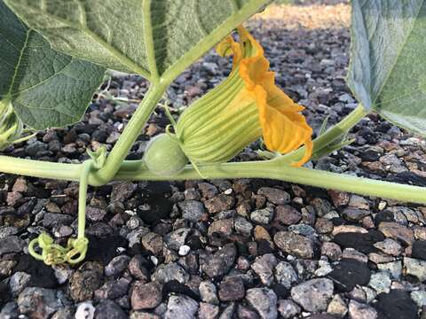 Sivun Cucurbita foetidissima Kunth kuva