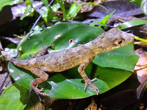 Image of Anolis ortonii Cope 1868