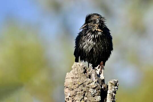 Image of Spotless Starling