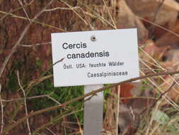 Image of eastern redbud