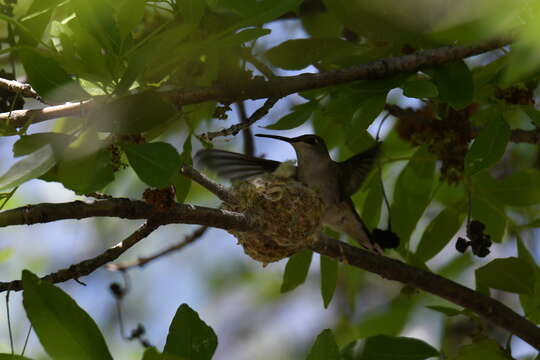 Image of Black-chinned Hummingbird