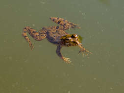 Image of Indian Skipper Frog