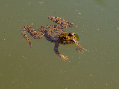 Image of Indian Skipper Frog