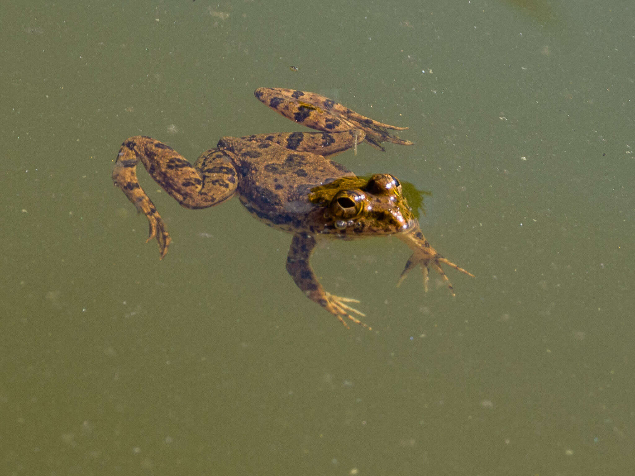 Image of Indian Skipper Frog