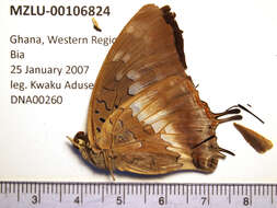 Image of Demon Charaxes