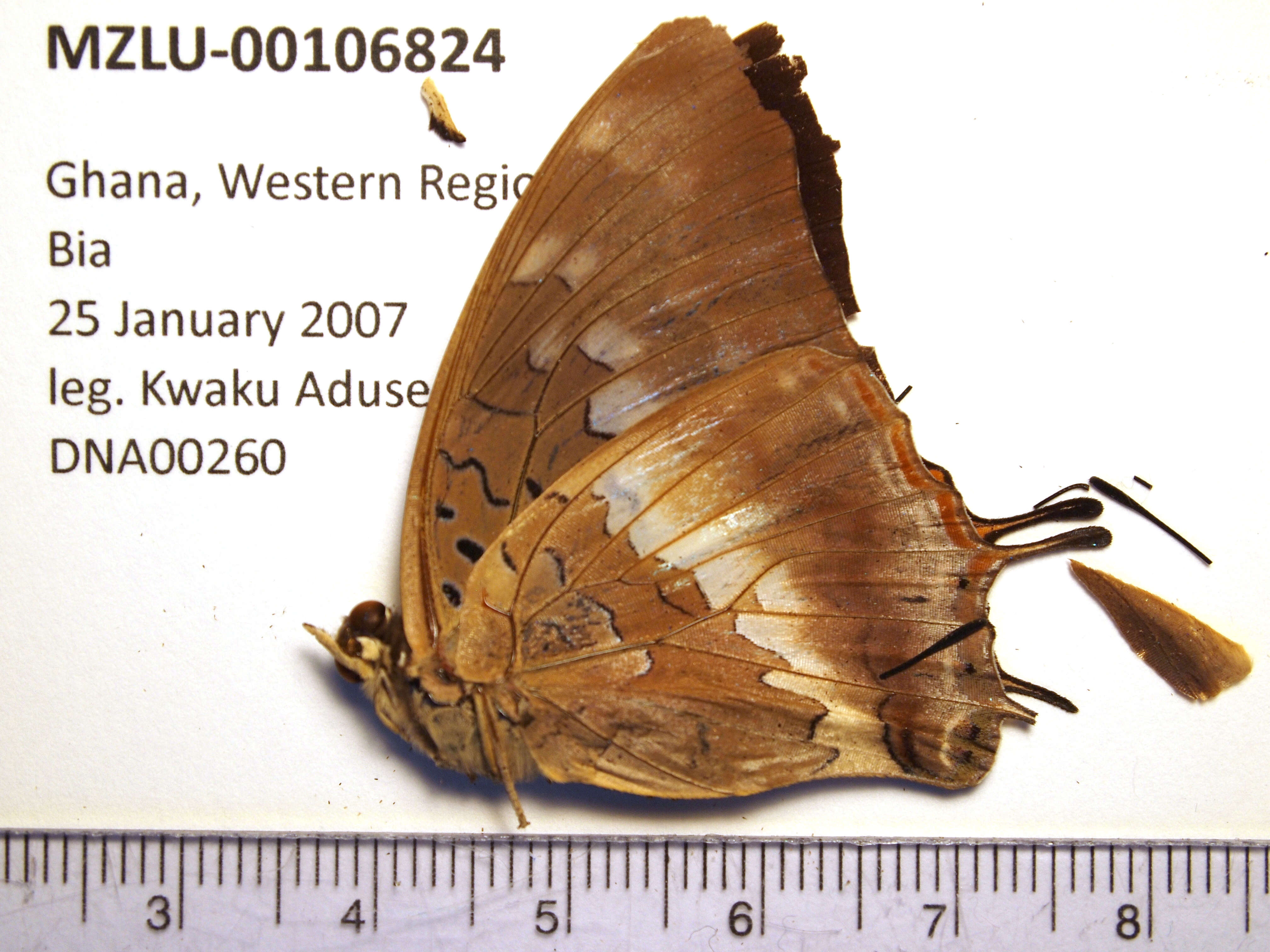 Image of Demon Charaxes