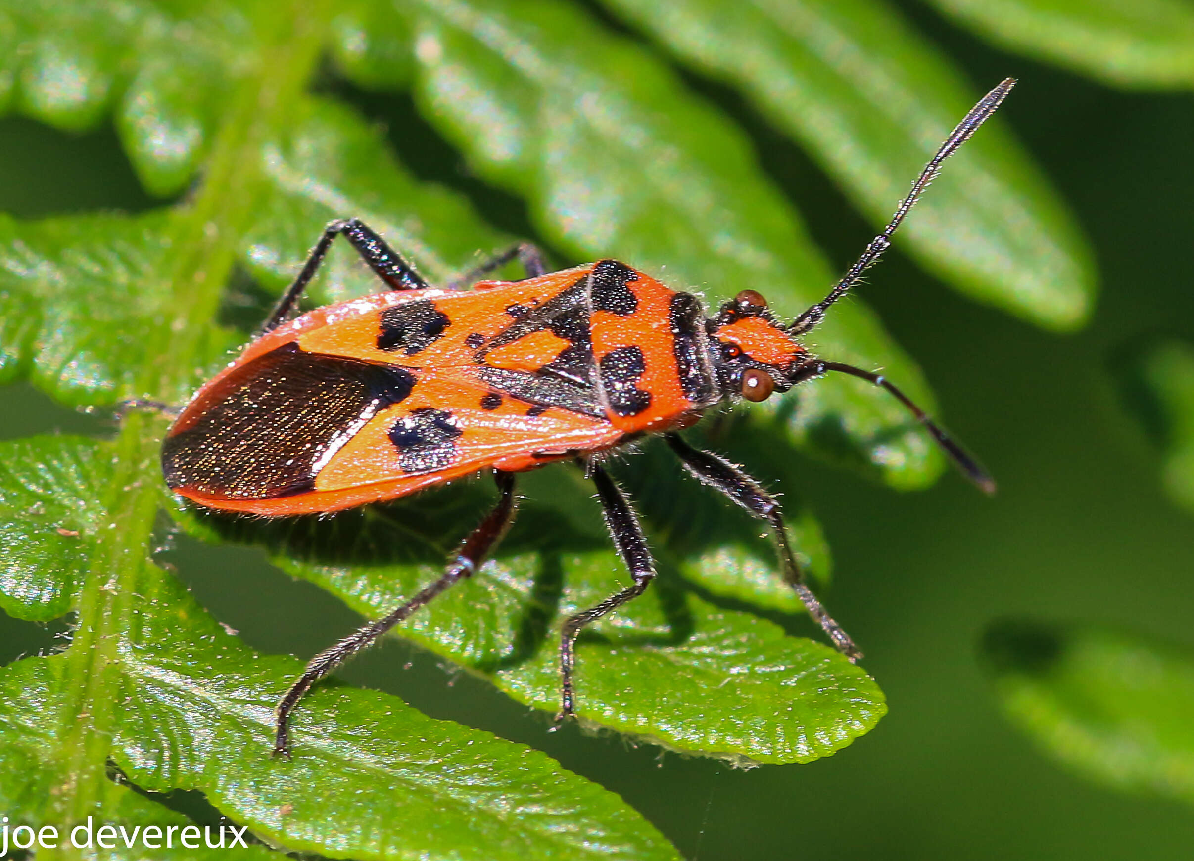 Image of black & red squash bug