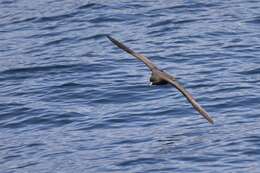 Image of Westland Black Petrel