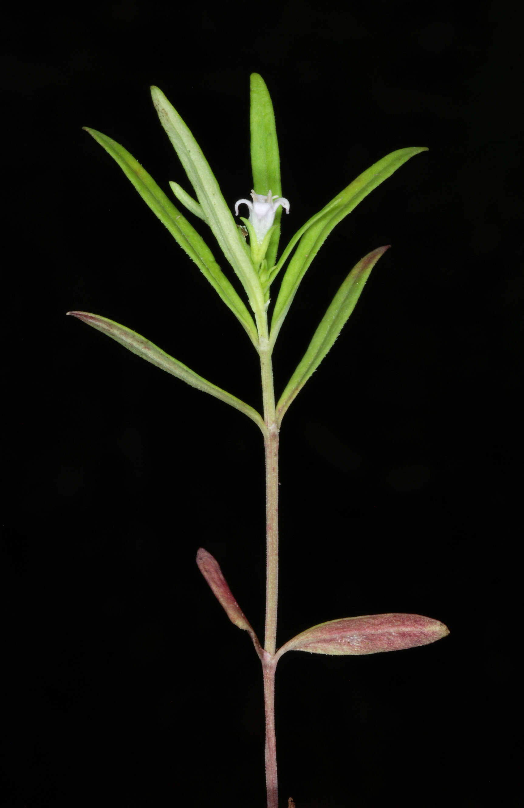 Image of longleaf summer bluet