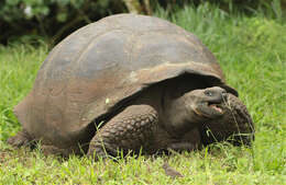 Image of Galapagos giant tortoise