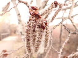 Image of quaking aspen